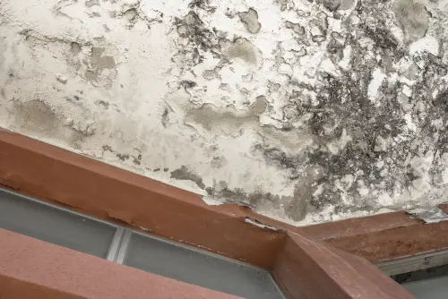 Mold -Damage -Repair--in-Clermont-Georgia-mold-damage-repair-clermont-georgia.jpg-image