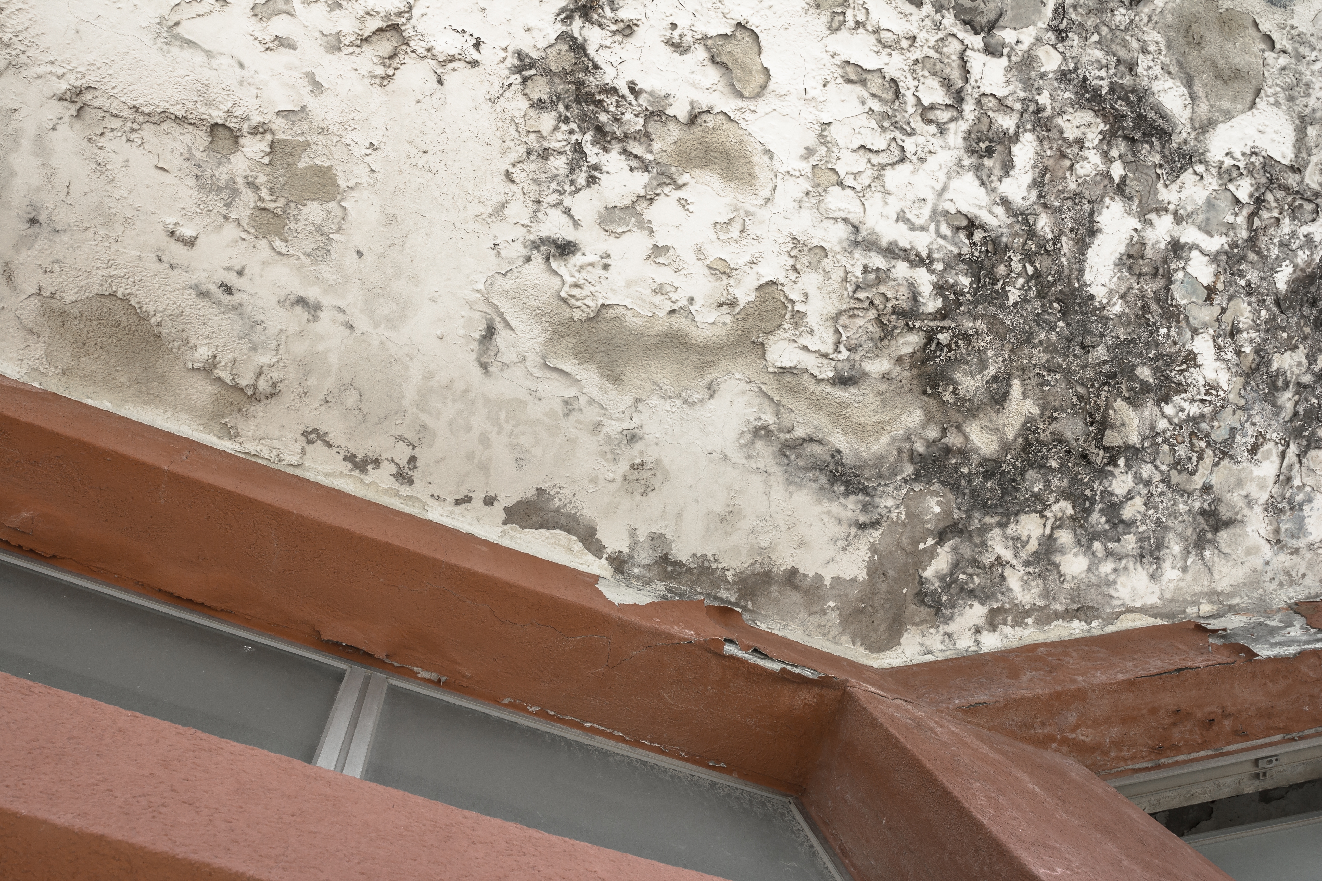 Mold-Damage-Repair--in-Norcross-Georgia-mold-damage-repair-norcross-georgia.jpg-image